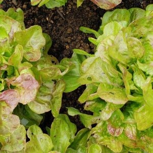 Blushed Butter Oak Lettuce