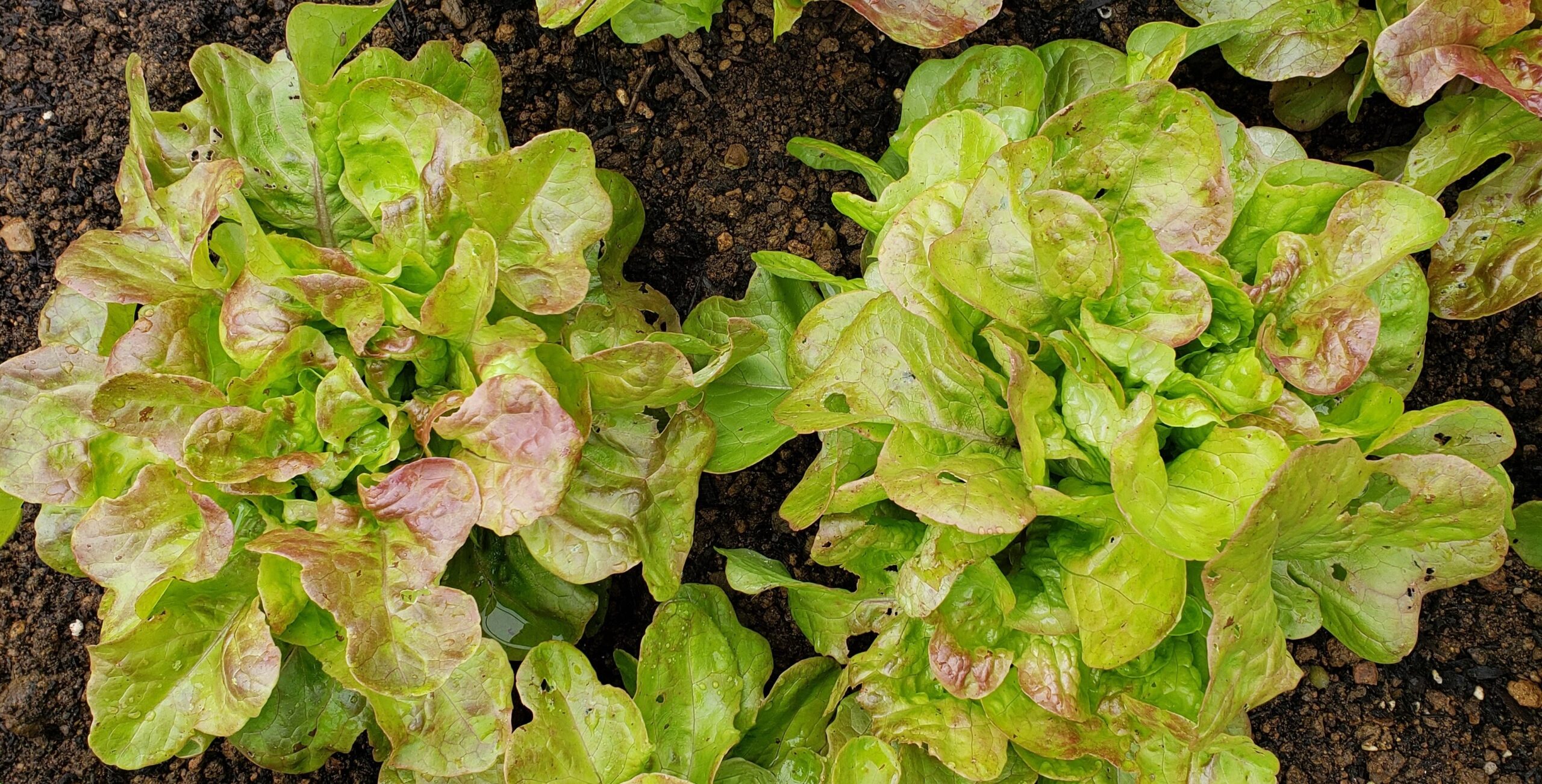 Blushed Butter Oak Lettuce