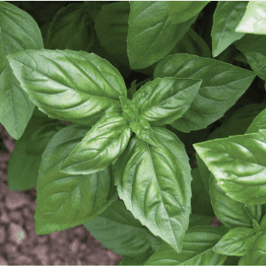 Basil