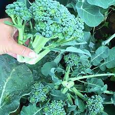 Broccoli