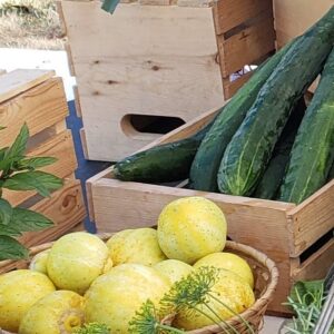 cucumbers