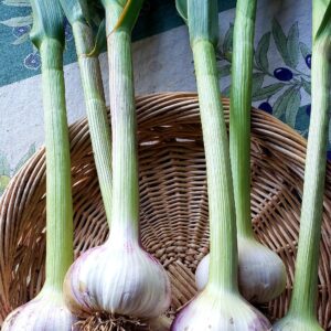 Garlic