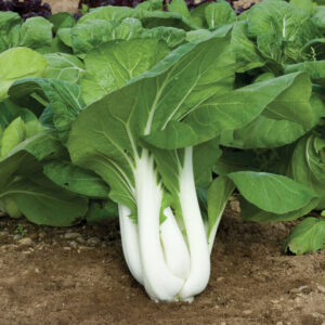 Bok Choy