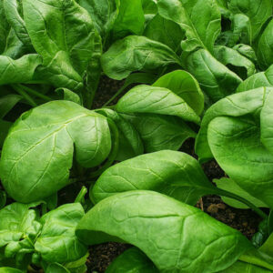 Spinach