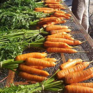 Carrots