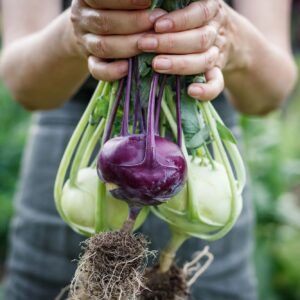 purpleandwhitekohlrabi