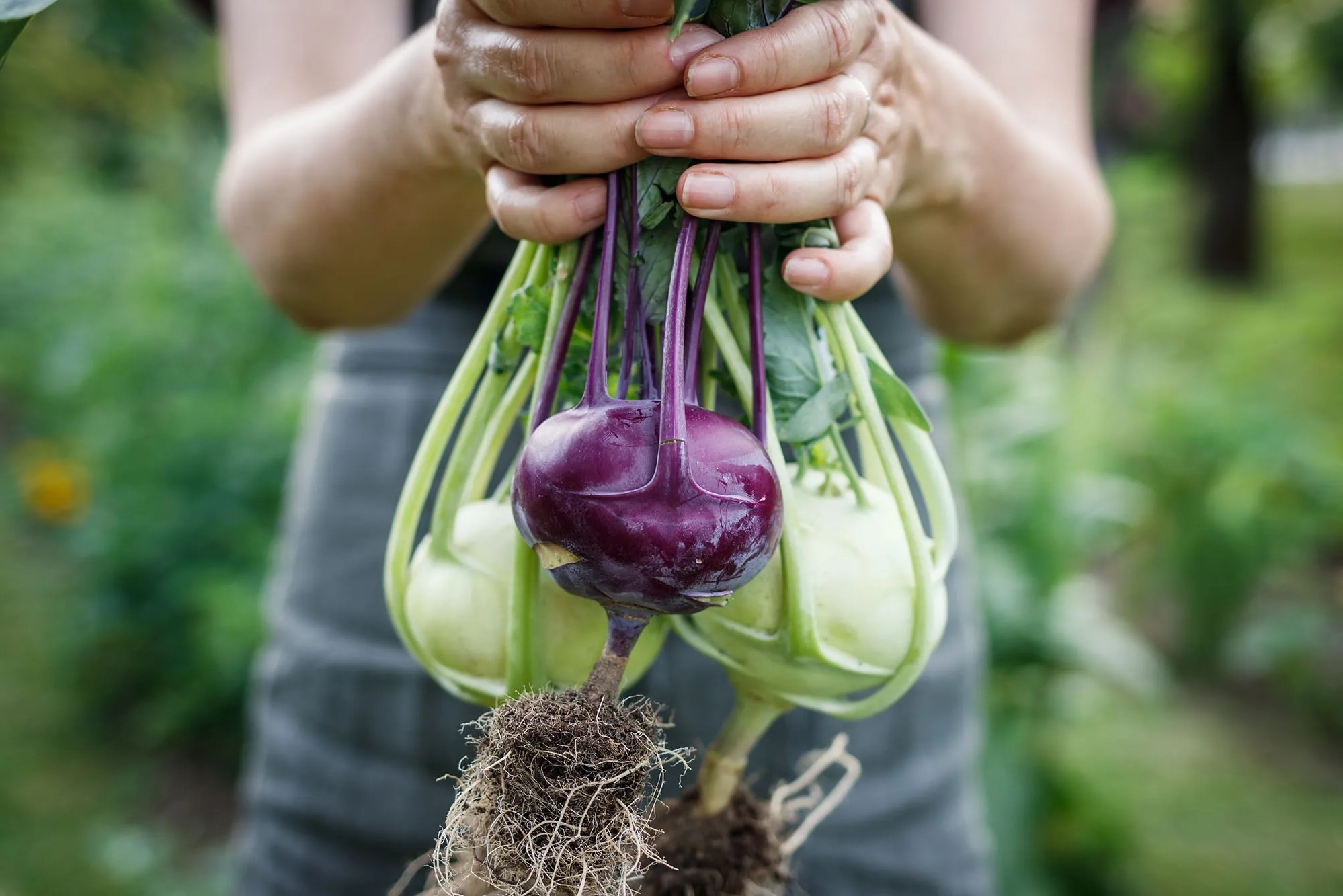 purpleandwhitekohlrabi
