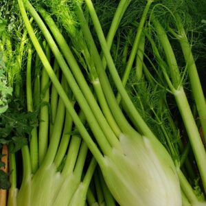 Fennel