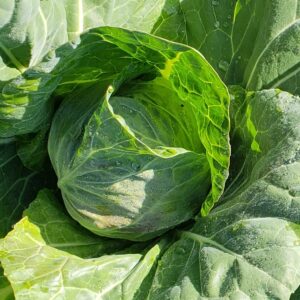 Green Cabbage