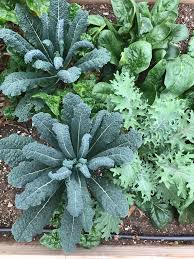 Kale