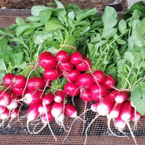 Radishes