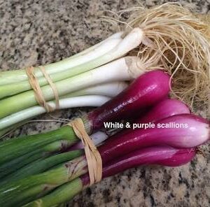 Scallions