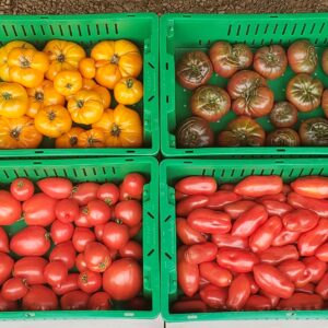 mix of tomatoes