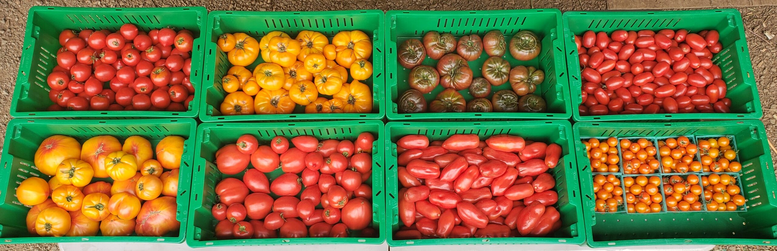 mix of tomatoes