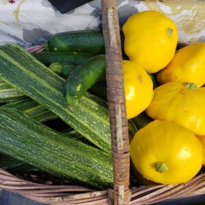 Zucchini
