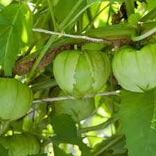 Tomatillos