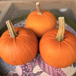 Pumpkin -Baby Pam