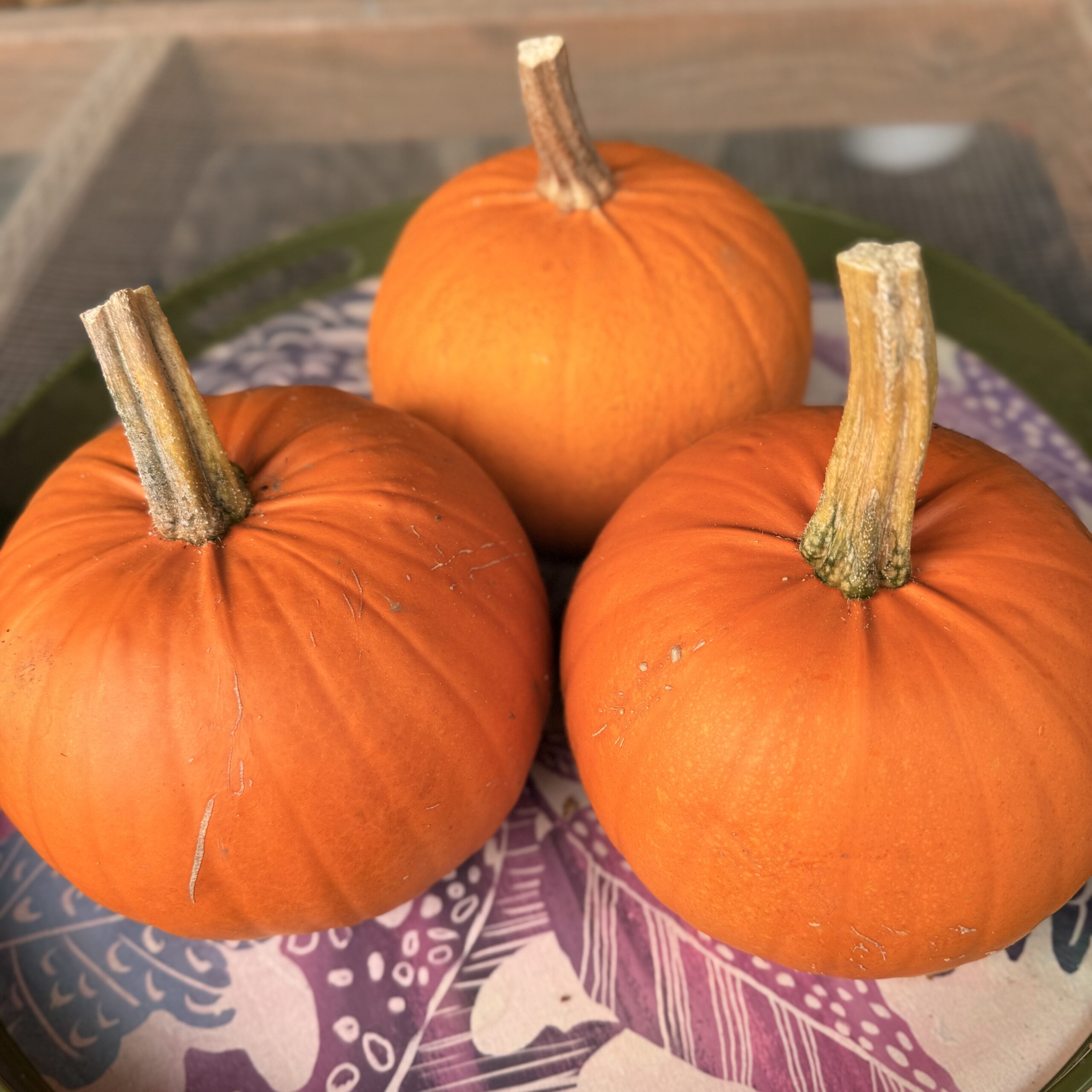 Pumpkin -Baby Pam