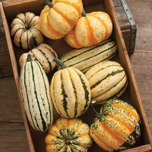 Delicata Squash