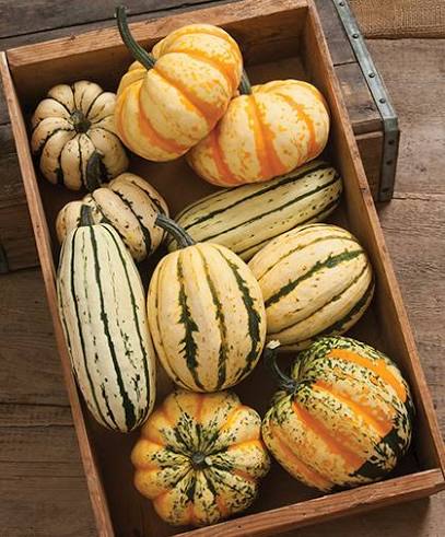 Delicata Squash